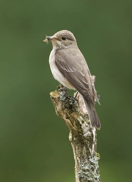 Spotted Flycatcher (Muscicapa striata) adult, with moth in beak, perched on branch, England, june