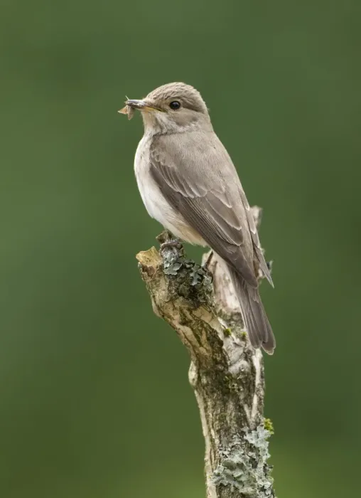 Framed Print : Spotted Flycatcher (Muscicapa striata) adult, with moth in beak, perched on branch, England, june Framed Print : Spotted Flycatcher (Muscicapa striata) adult, with moth in beak, perched on branch, England, june