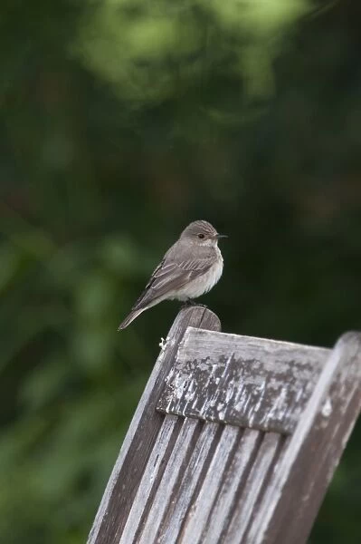 Spotted Flycatcher (Muscicapa striata) adult, perched on wooden chair in garden, Norfolk, England, june