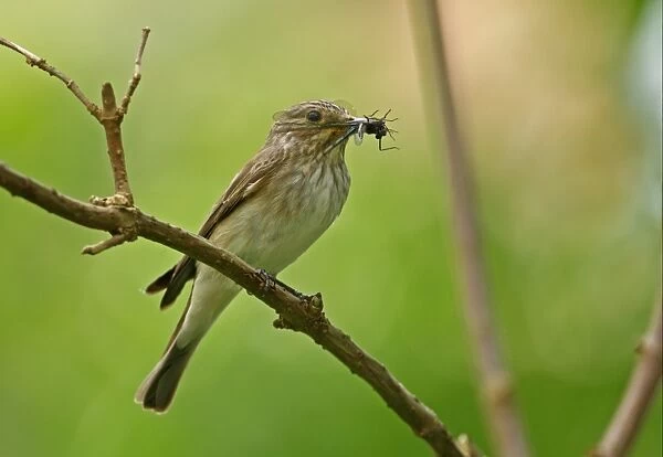 Spotted Flycatcher (Muscicapa striata) adult, with Banded Demoiselle (Calopteryx splendens) in beak, perched on twig