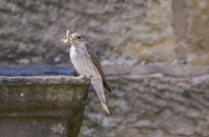 Framed Print : Spotted Flycatcher (Muscicapa striata) adult, with insects in beak, perched on building in farmyard, Whitewell Framed Print : Spotted Flycatcher (Muscicapa striata) adult, with insects in beak, perched on building in farmyard, Whitewell