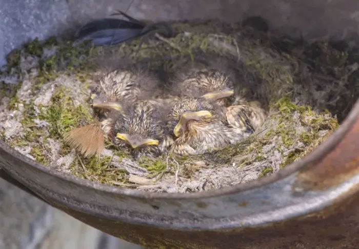 Framed Print : Spotted Flycatcher (Muscicapa striata) chicks, sitting at nest in old metal watering can, Whitewell, Lancashire