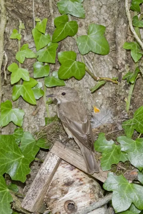 Framed Print : Spotted Flycatcher nesting on solitary bee hive