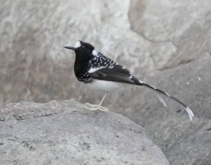 Framed Print : Spotted Forktail (Enicurus maculatus) adult, standing on rock, Sattal, Uttarakhand, India, february Framed Print : Spotted Forktail (Enicurus maculatus) adult, standing on rock, Sattal, Uttarakhand, India, february