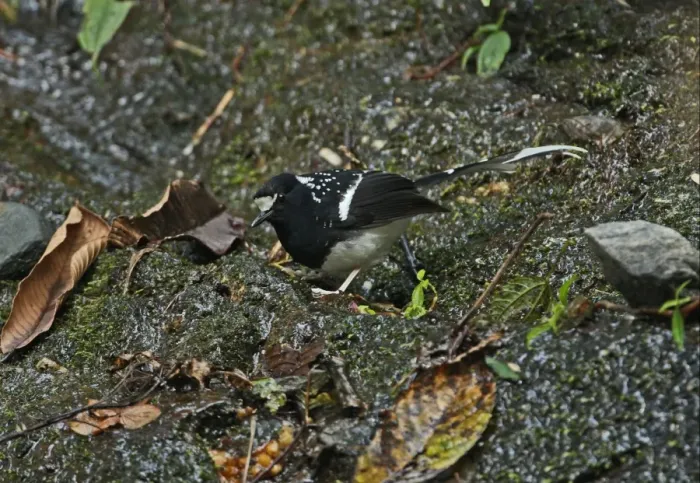 Framed Print : Spotted Forktail (Enicurus maculatus guttatus) adult, foraging on mossy rock, Arunachal Pradesh, India, february Framed Print : Spotted Forktail (Enicurus maculatus guttatus) adult, foraging on mossy rock, Arunachal Pradesh, India, february