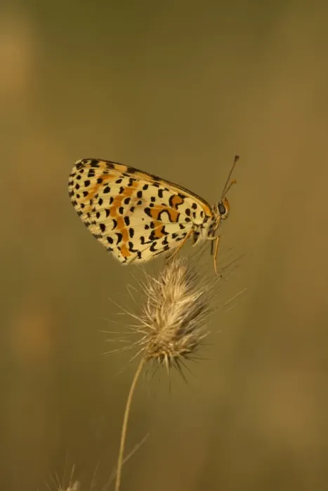 Framed Print : Spotted Fritillary (Melitaea didyma) adult, resting on seedhead, Melnik, Pirin Mountains, Blagoevgrad Province Framed Print : Spotted Fritillary (Melitaea didyma) adult, resting on seedhead, Melnik, Pirin Mountains, Blagoevgrad Province