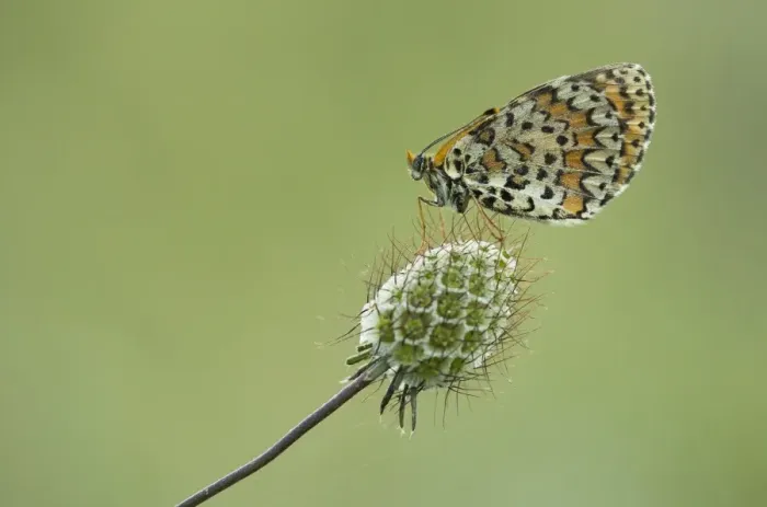 Framed Print : Spotted Fritillary (Melitaea didyma) adult, resting on seedhead, Melnik, Pirin Mountains, Blagoevgrad Province Framed Print : Spotted Fritillary (Melitaea didyma) adult, resting on seedhead, Melnik, Pirin Mountains, Blagoevgrad Province