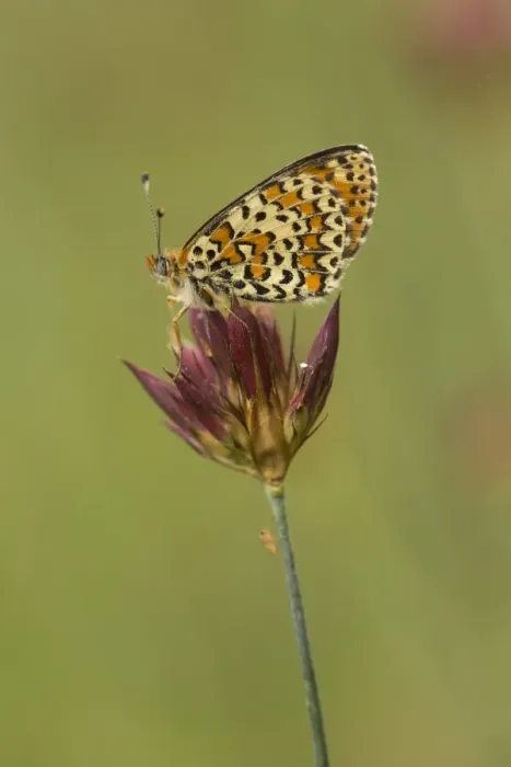 Framed Print : Spotted Fritillary (Melitaea didyma) adult, resting on flowerhead, Melnik, Pirin Mountains, Blagoevgrad Province Framed Print : Spotted Fritillary (Melitaea didyma) adult, resting on flowerhead, Melnik, Pirin Mountains, Blagoevgrad Province