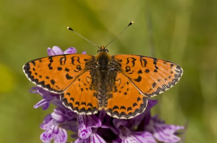 Framed Print : Spotted Fritillary (Melitaea didyma) adult, feeding on orchid flowers, French Alps, France, July Framed Print : Spotted Fritillary (Melitaea didyma) adult, feeding on orchid flowers, French Alps, France, July