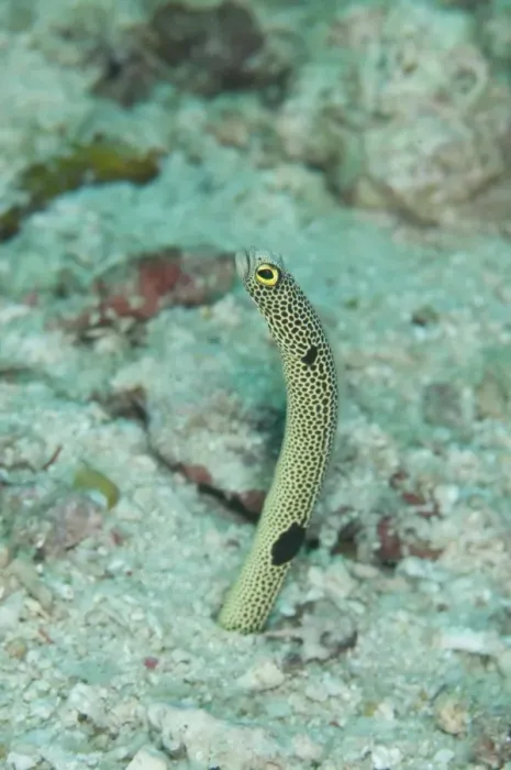 Framed Print : Spotted Garden Eel (Heteroconger hassi) adult, emerging from burrow, Sipadan Island, Sabah, Borneo, Malaysia Framed Print : Spotted Garden Eel (Heteroconger hassi) adult, emerging from burrow, Sipadan Island, Sabah, Borneo, Malaysia