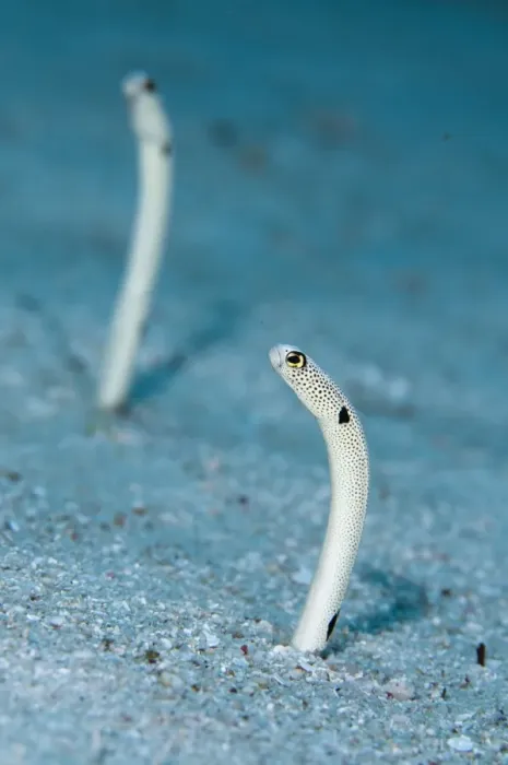 Framed Print : Spotted Garden Eel (Heteroconger hassi) two adults, emerging from burrows, Ameth Point, Nusa Laut, Maluku Islands, Banda Sea, Indonesia Framed Print : Spotted Garden Eel (Heteroconger hassi) two adults, emerging from burrows, Ameth Point, Nusa Laut, Maluku Islands, Banda Sea, Indonesia