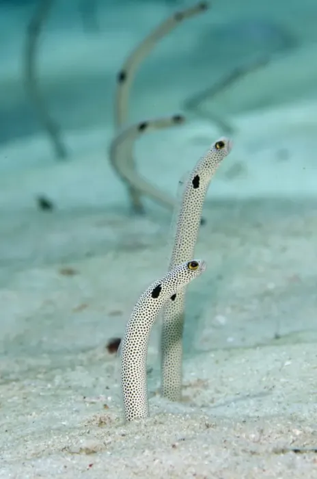 Framed Print : Spotted Garden Eel (Heteroconger hassi) adults, emerging from burrows, Tanjung Bacatan, Kawula Island Framed Print : Spotted Garden Eel (Heteroconger hassi) adults, emerging from burrows, Tanjung Bacatan, Kawula Island