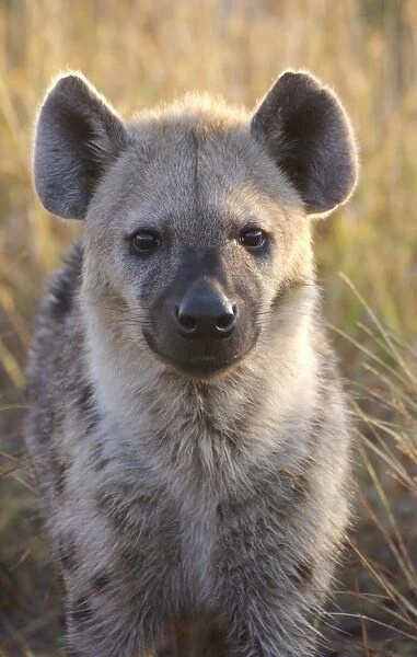 Spotted Hyena (Crocuta crocuta) adult, close-up of head, Kruger N. P. Mpumalanga, South Africa
