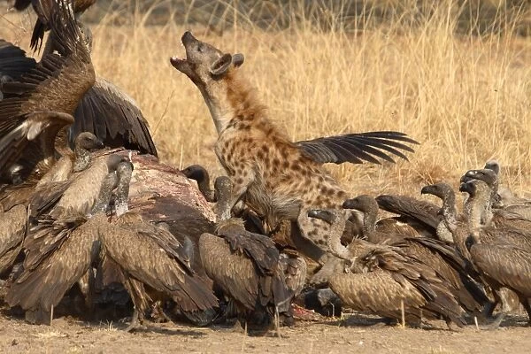 Spotted Hyena (Crocuta crocuta) adult, jumping up at White-backed Vulture (Gyps africanus) flock, interspecific aggression, feeding at African Buffalo (Syncerus caffer) carcass, South Luangwa N. P. Zambia