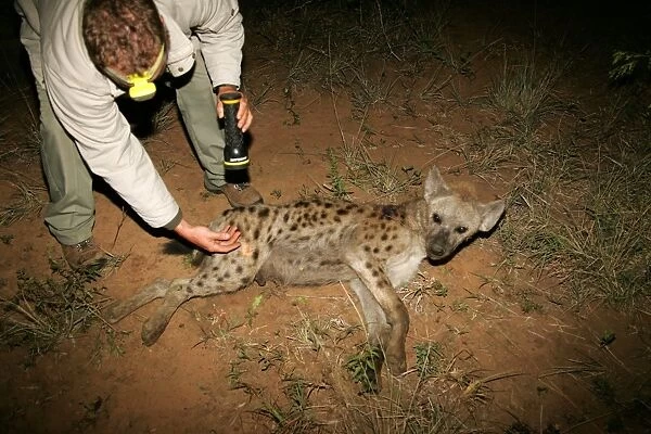 Spotted Hyena (Crocuta crocuta) adult, darted and anaesthetised at night, studyed by scientist during Mun Ya Wana Research Project, Phinda Game Reserve, Kwa-Zulu-Natal, South Africa