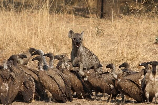 Spotted Hyena (Crocuta crocuta) adult, with White-backed Vulture (Gyps africanus) flock, feeding at African Buffalo (Syncerus caffer) carcass, South Luangwa N. P. Zambia