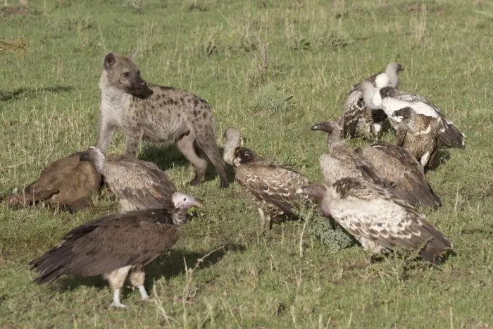 Framed Print : Spotted Hyena (Crocuta crocuta) adult, feeding, scavenging amongst vultures at Blue Wildebeest (Connochaetus taurinus) Framed Print : Spotted Hyena (Crocuta crocuta) adult, feeding, scavenging amongst vultures at Blue Wildebeest (Connochaetus taurinus)