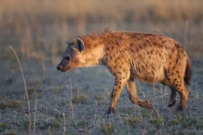Framed Print : Spotted Hyena (Crocuta crocuta) adult, walking in dawn sunlight, Masai Mara, Kenya, August