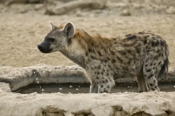 Framed Print : Spotted Hyena (Crocuta crocuta) adult, drinking at artificial waterhole, Kalahari Desert, Kalahari Gemsbok N. P