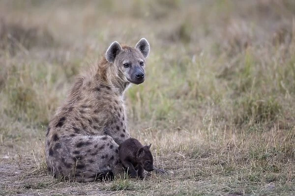 Spotted Hyena (Crocuta crocuta) adult female and young pup, sitting in savannah, Masai Mara National Reserve, Kenya