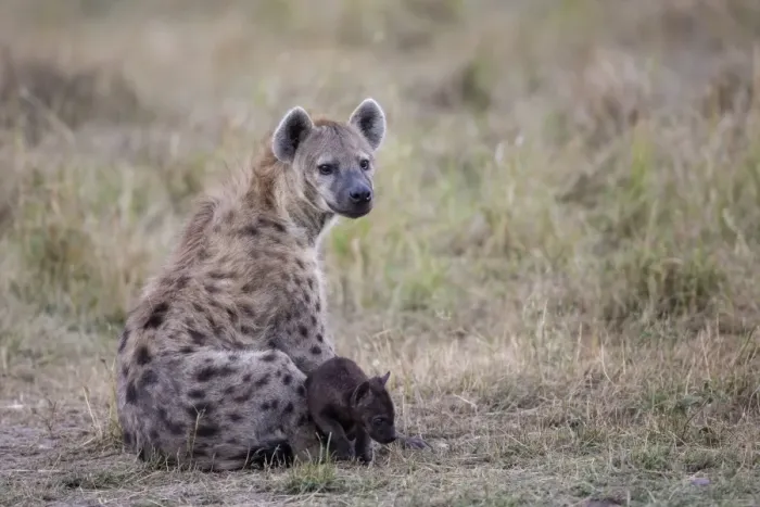 Framed Print : Spotted Hyena (Crocuta crocuta) adult female and young pup, sitting in savannah, Masai Mara National Reserve, Kenya