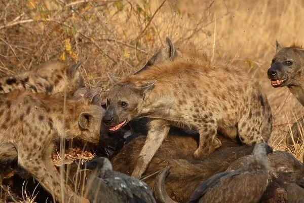 Spotted Hyena (Crocuta crocuta) adults, group feeding at African Buffalo (Syncerus caffer) carcass, South Luangwa N. P. Zambia