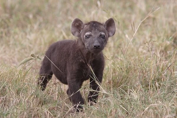 Spotted Hyena (Crocuta crocuta) pup, standing in grass, Masai Mara, Kenya