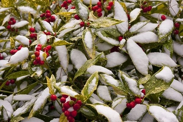 Spotted Laurel (Aucuba japonica) Variegata, close-up of leaves and berries, covered with snow in garden, England, March