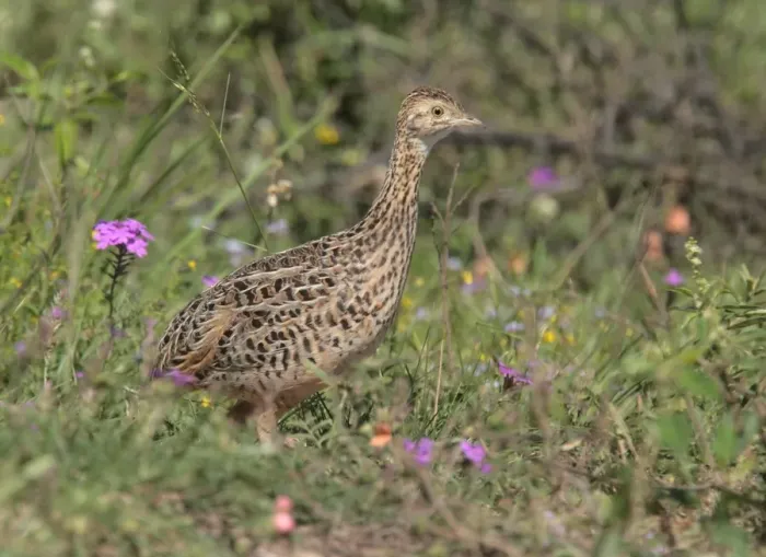 Framed Print : Spotted Nothura (Nothura maculosa) adult, walking amongst wildflowers, Rincon de Cobo, Buenos Aires Province, Argentina, november