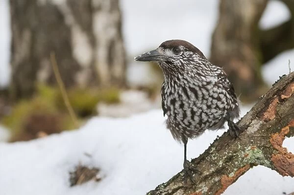 Spotted Nutcracker (Nucifraga caryocatactes caryocatactes) adult, perched on branch in snow, Bialowieza N. P