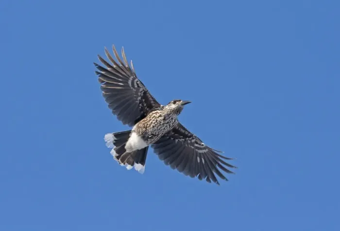 Framed Print : Spotted Nutcracker (Nucifraga caryocatactes) adult, in flight, Finland, february Framed Print : Spotted Nutcracker (Nucifraga caryocatactes) adult, in flight, Finland, february
