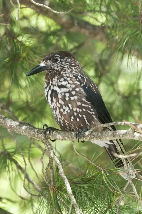 Framed Print : Spotted Nutcracker (Nucifraga caryocatactes) adult, perched in spruce tree, Tatra Mountains, Western Carpathians Framed Print : Spotted Nutcracker (Nucifraga caryocatactes) adult, perched in spruce tree, Tatra Mountains, Western Carpathians