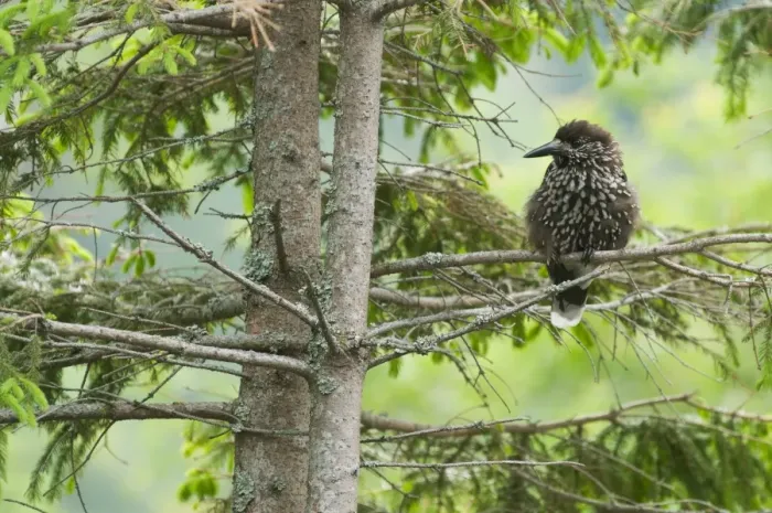Framed Print : Spotted Nutcracker (Nucifraga caryocatactes) adult, perched in spruce tree, Tatra Mountains, Western Carpathians Framed Print : Spotted Nutcracker (Nucifraga caryocatactes) adult, perched in spruce tree, Tatra Mountains, Western Carpathians