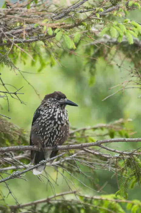 Framed Print : Spotted Nutcracker (Nucifraga caryocatactes) adult, perched in spruce tree, Tatra Mountains, Western Carpathians Framed Print : Spotted Nutcracker (Nucifraga caryocatactes) adult, perched in spruce tree, Tatra Mountains, Western Carpathians