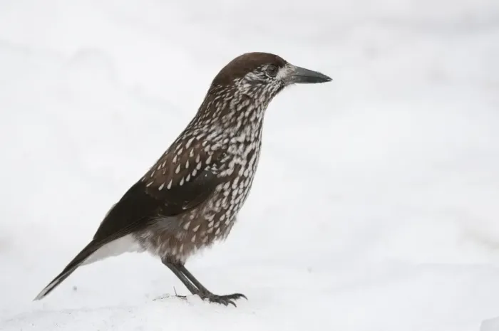 Framed Print : Spotted Nutcracker (Nucifraga caryocatactes caryocatactes) adult, standing on snow, Bialowieza N. P Framed Print : Spotted Nutcracker (Nucifraga caryocatactes caryocatactes) adult, standing on snow, Bialowieza N. P