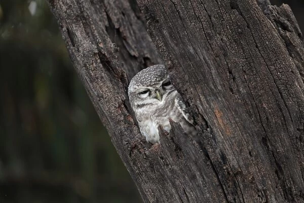 Spotted Owlet (Athene brama) adult, roosting in tree hole, Kanha N. P. Madhya Pradesh, India, november