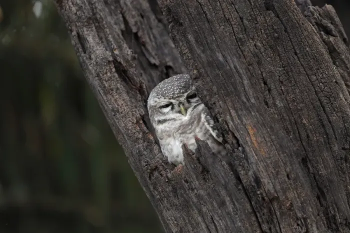 Framed Print : Spotted Owlet (Athene brama) adult, roosting in tree hole, Kanha N. P. Madhya Pradesh, India, november Framed Print : Spotted Owlet (Athene brama) adult, roosting in tree hole, Kanha N. P. Madhya Pradesh, India, november