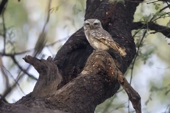 Framed Print : Spotted Owlet (Athene brama) adult, perched at hole in tree, Keoladeo Ghana N. P. (Bharatpur), Rajasthan, India