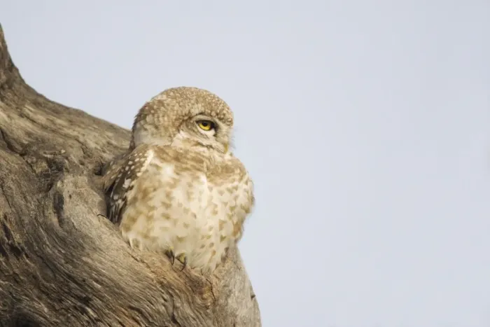 Framed Print : Spotted Owlet (Athene brama) adult, sitting at entrance to hole in tree trunk, Keoladeo Ghana N. P. (Bharatpur), Rajasthan, India Framed Print : Spotted Owlet (Athene brama) adult, sitting at entrance to hole in tree trunk, Keoladeo Ghana N. P. (Bharatpur), Rajasthan, India