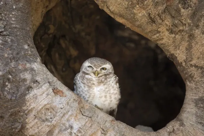 Framed Print : Spotted Owlet (Athene brama) adult, perched in tree cavity, Kanha N. P. Madhya Pradesh, India, March Framed Print : Spotted Owlet (Athene brama) adult, perched in tree cavity, Kanha N. P. Madhya Pradesh, India, March