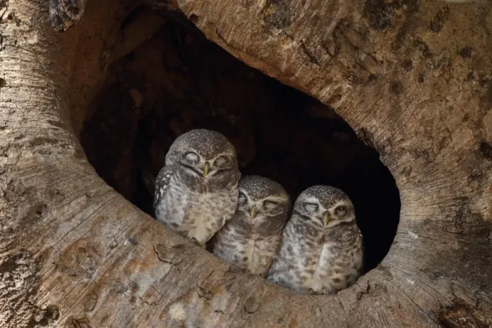 Framed Print : Spotted Owlet (Athene brama) three adults, roosting in tree hole, Kanha N. P. Madhya Pradesh, India, november