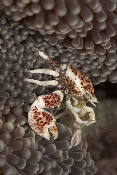 Spotted Porcelain Crab (Neopetrolisthes maculatus) adult, fanning for food on anemone, Mabul Island, Sabah, Borneo