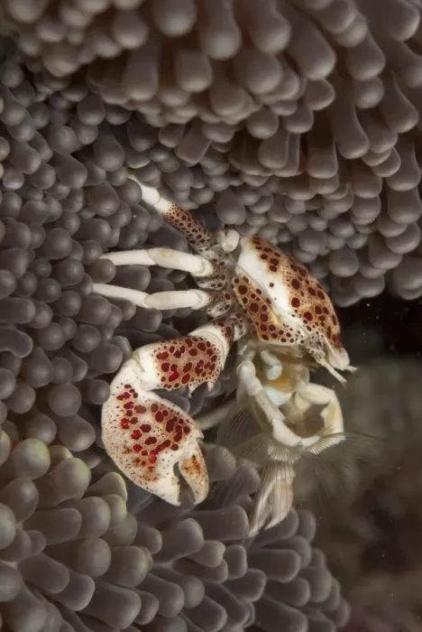 Framed Print : Spotted Porcelain Crab (Neopetrolisthes maculatus) adult, fanning for food on anemone, Mabul Island, Sabah, Borneo Framed Print : Spotted Porcelain Crab (Neopetrolisthes maculatus) adult, fanning for food on anemone, Mabul Island, Sabah, Borneo