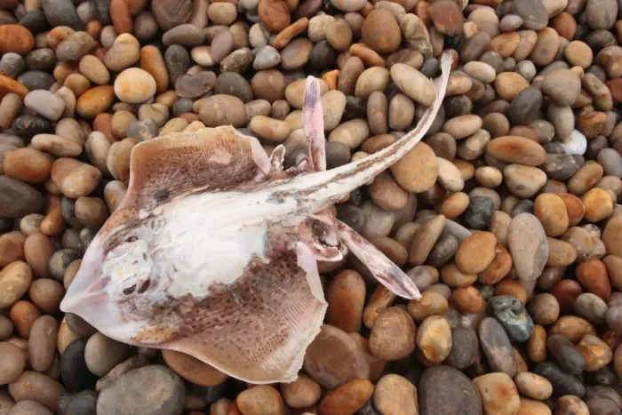 Framed Print : Spotted Ray (Raja montagui) dead adult, washed up on pebble beach, Chesil Beach, Dorset, England, january