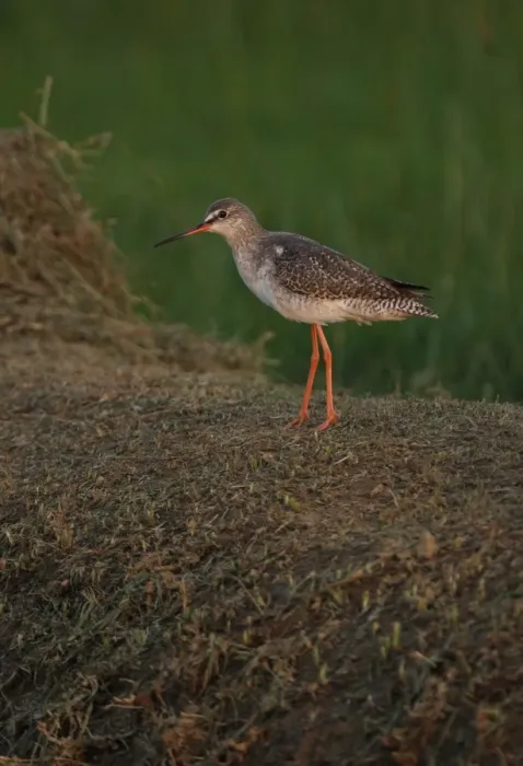 Framed Print : Spotted Redshank (Tringa erythropus) adult, non-breeding plumage, walking on grassy bank, Thailand, february Framed Print : Spotted Redshank (Tringa erythropus) adult, non-breeding plumage, walking on grassy bank, Thailand, february