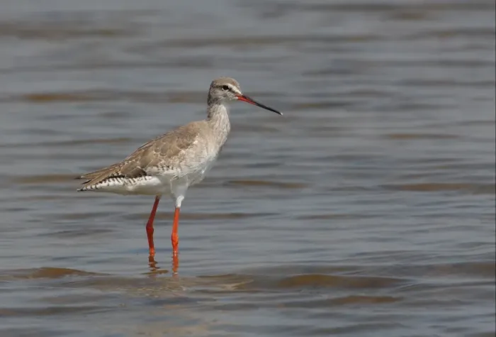 Framed Print : Spotted Redshank (Tringa erythropus) adult, non-breeding plumage, standing in shallow water, Thailand, february Framed Print : Spotted Redshank (Tringa erythropus) adult, non-breeding plumage, standing in shallow water, Thailand, february