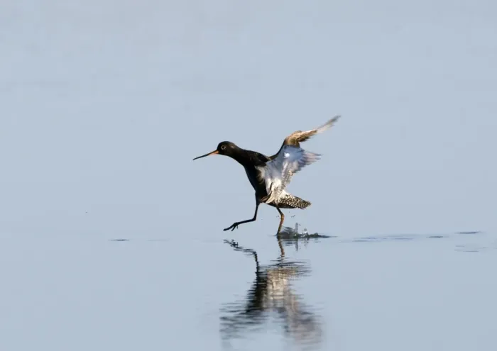 Framed Print : Spotted Redshank (Tringa erythropus) adult, summer plumage, in flight, landing in water, Titchwell, Norfolk, England, july Framed Print : Spotted Redshank (Tringa erythropus) adult, summer plumage, in flight, landing in water, Titchwell, Norfolk, England, july