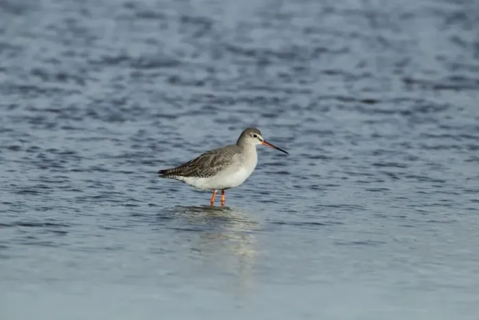 Framed Print : Spotted Redshank (Tringa erythropus) adult, winter plumage, standing in water, Brownsea Island, Poole Harbour, Dorset