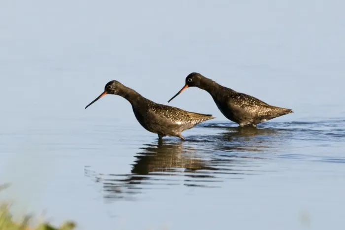 Framed Print : Spotted Redshank (Tringa erythropus) two adults, summer plumage, wading in water, Titchwell, Norfolk, England, july Framed Print : Spotted Redshank (Tringa erythropus) two adults, summer plumage, wading in water, Titchwell, Norfolk, England, july