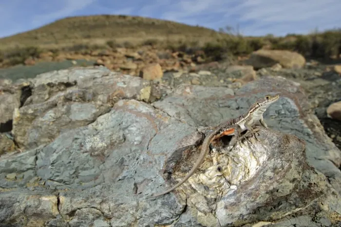 Framed Print : Spotted Sand Lizard (Pedioplanis lineoocellata pulchella) adult, basking on fossil in habitat, Karoo Region, South Africa Framed Print : Spotted Sand Lizard (Pedioplanis lineoocellata pulchella) adult, basking on fossil in habitat, Karoo Region, South Africa